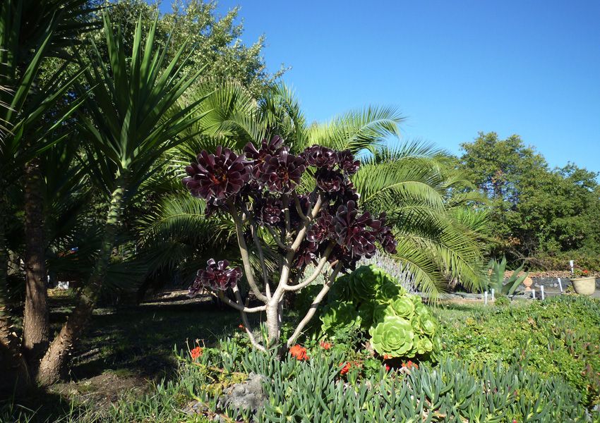 Casa Gallida JARDINS